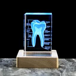 Medical Structure Of The Tooth 3D Oral System Medicine Model Figurines Stomatological Hospital Dentistry Souvenir Gifts